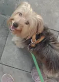 Fadinha
