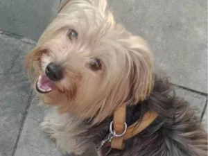 Cachorro raça Yorkshire idade 6 ou mais anos nome Fadinha