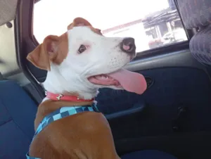 Cachorro raça SRD-ViraLata idade 7 a 11 meses nome Jack
