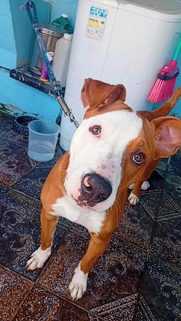 Cachorro ra a SRD-ViraLata idade 7 a 11 meses nome Jack