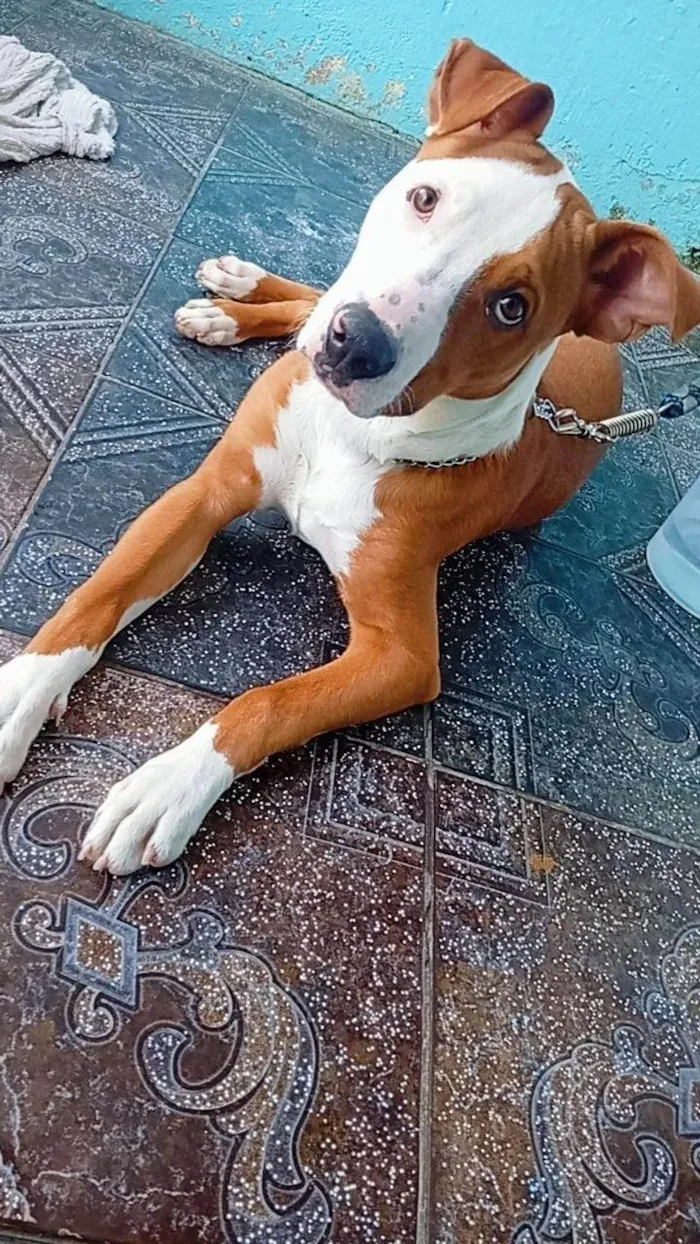 Cachorro ra a SRD-ViraLata idade 7 a 11 meses nome Jack