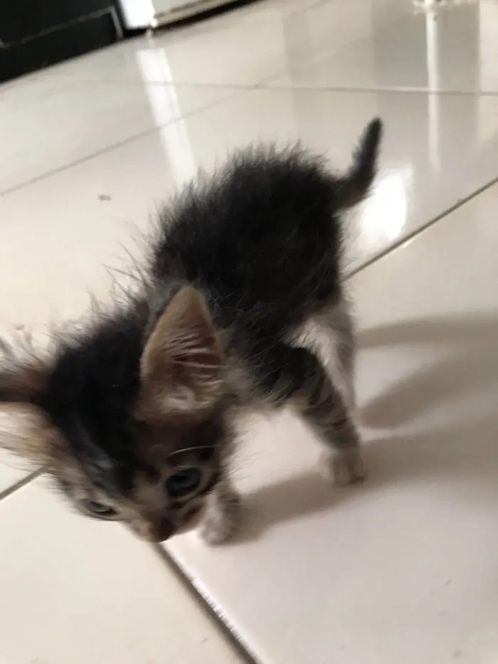 Gato ra a SRD-ViraLata idade Abaixo de 2 meses nome Maya