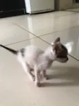 Simba