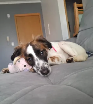 Cachorro raça SRD-ViraLata idade 7 a 11 meses nome Sky