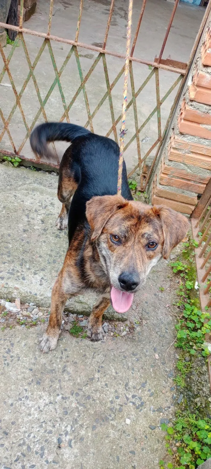 Cachorro ra a SRD-ViraLata idade 2 anos nome Chico