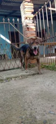 Chico