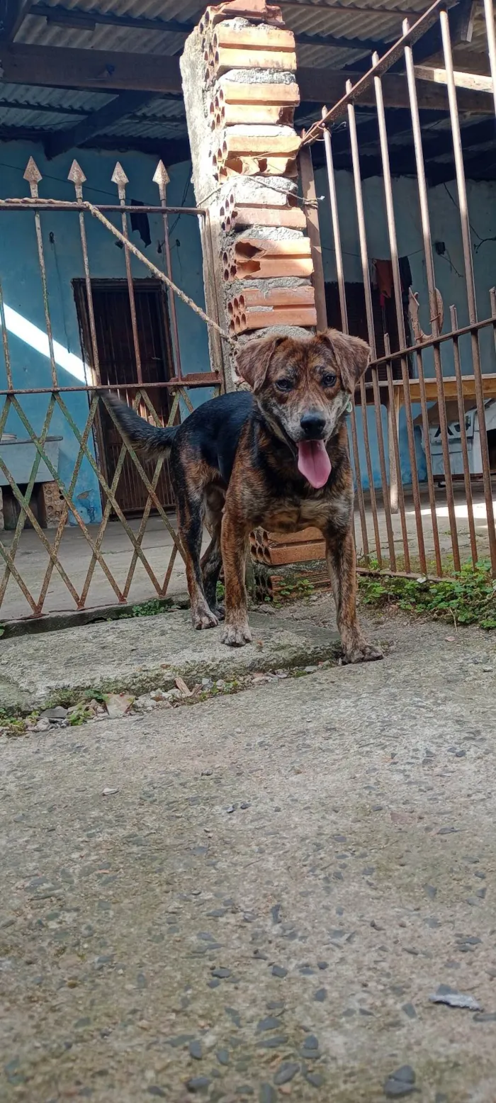Cachorro ra a SRD-ViraLata idade 2 anos nome Chico