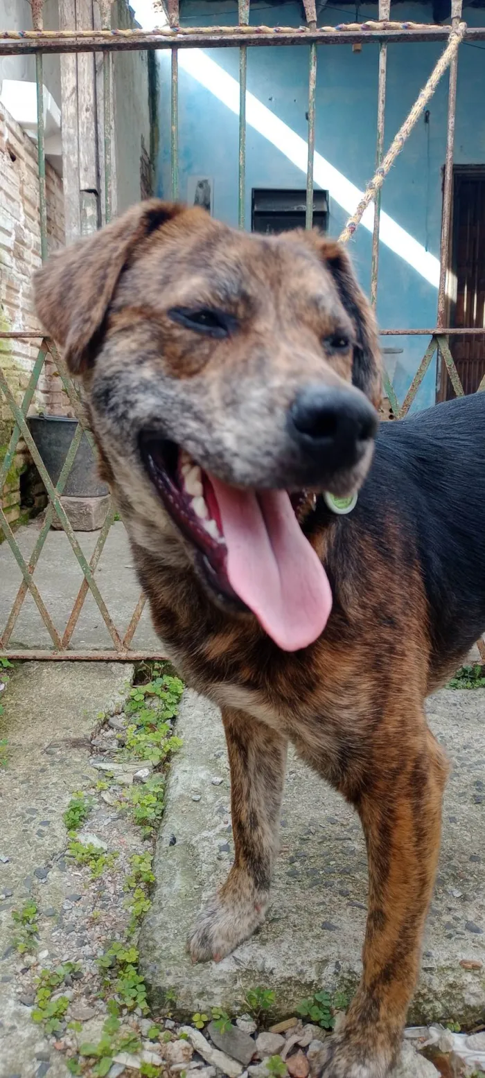 Cachorro ra a SRD-ViraLata idade 2 anos nome Chico