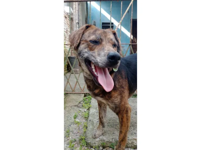 Cachorro ra a SRD-ViraLata idade 2 anos nome Chico
