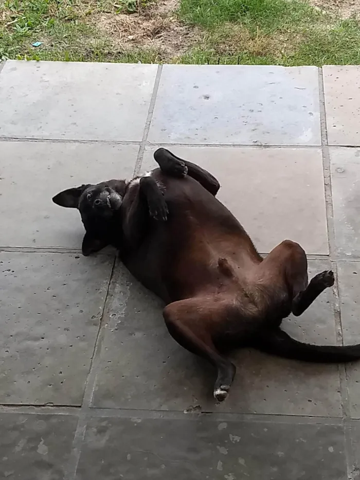Cachorro ra a SRD-ViraLata idade 5 anos nome TREVOR