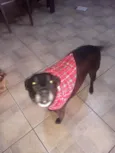 TREVOR