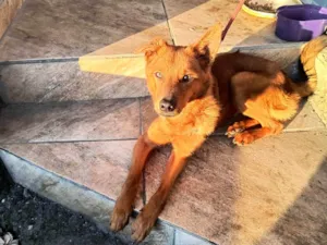 Cachorro raça SRD-ViraLata idade 1 ano nome Bellamy Blake