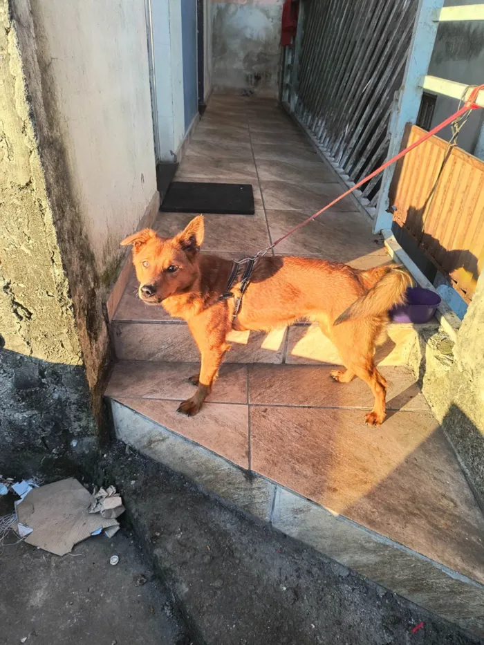 Cachorro ra a SRD-ViraLata idade 1 ano nome Bellamy Blake