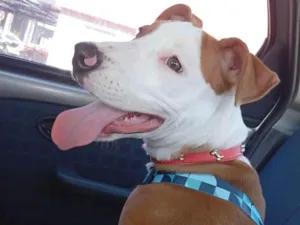 Cachorro raça SRD-ViraLata idade 7 a 11 meses nome Jack