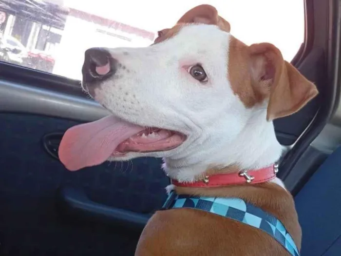 Cachorro ra a SRD-ViraLata idade 7 a 11 meses nome Jack