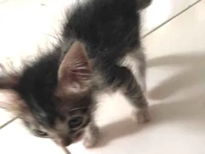 Gato raça SRD-ViraLata idade Abaixo de 2 meses nome Maya