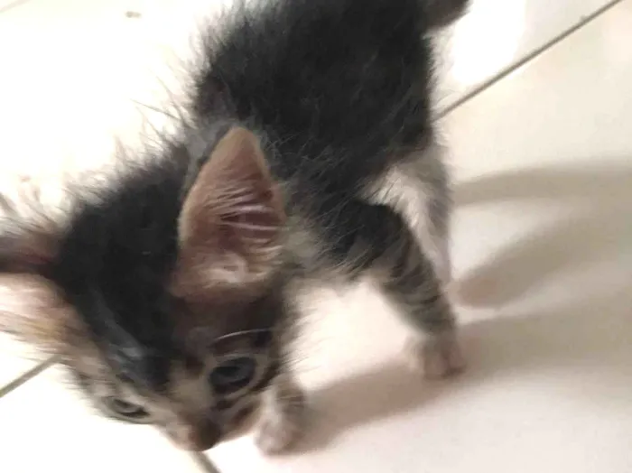 Gato ra a SRD-ViraLata idade Abaixo de 2 meses nome Maya