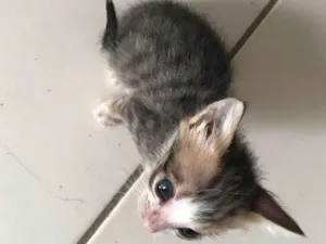 Gato raça SRD-ViraLata idade Abaixo de 2 meses nome Kiara