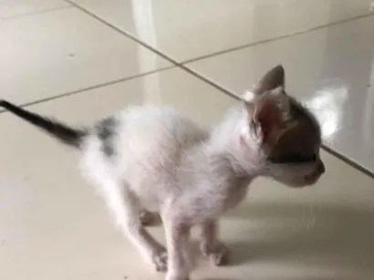 Gato raça SRD-ViraLata idade Abaixo de 2 meses nome Simba 