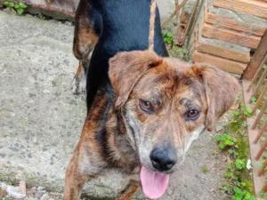 Cachorro raça SRD-ViraLata idade 2 anos nome Tigrinho PARA SER PET FILHO UNICO