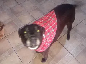 Cachorro raça SRD-ViraLata idade 5 anos nome TREVOR