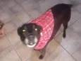TREVOR