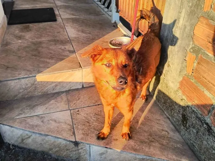 Cachorro ra a SRD-ViraLata idade 1 ano nome Bellamy Blake