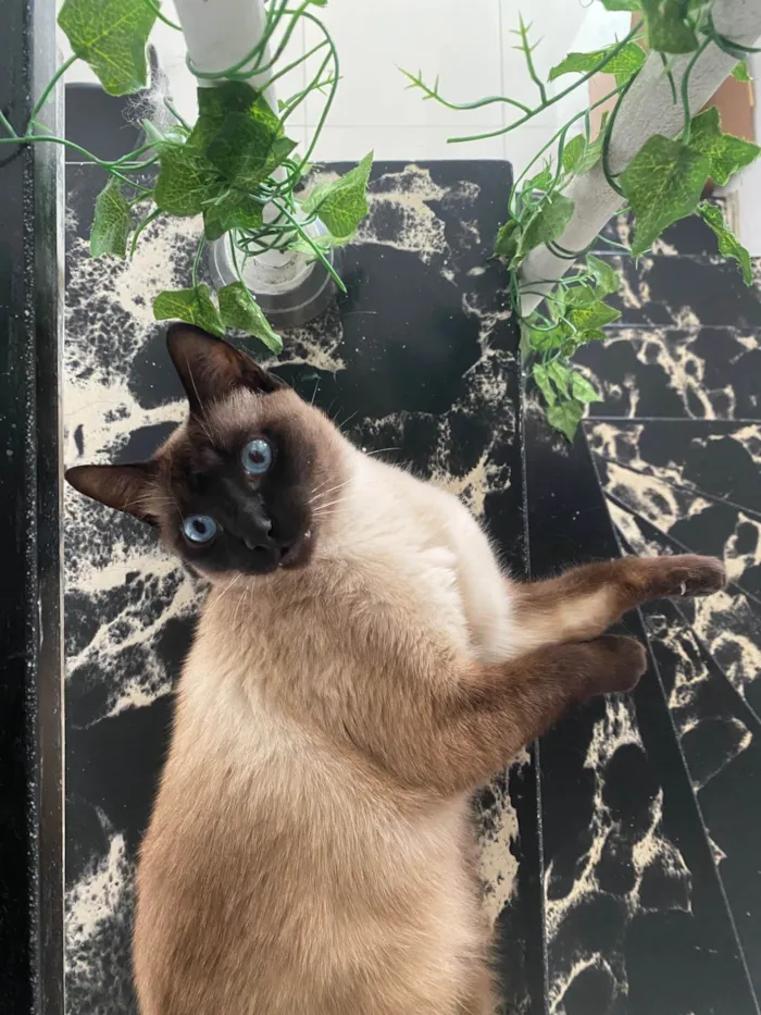 Gato ra a SRD-ViraLata idade 3 anos nome Godinho