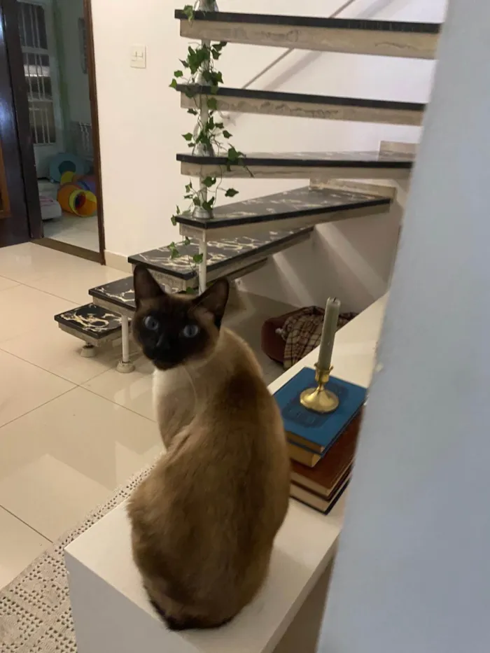 Gato ra a SRD-ViraLata idade 3 anos nome Godinho
