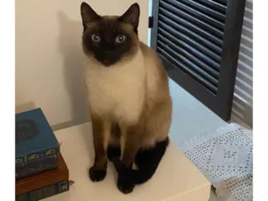 Gato raça SRD-ViraLata idade 3 anos nome Godinho