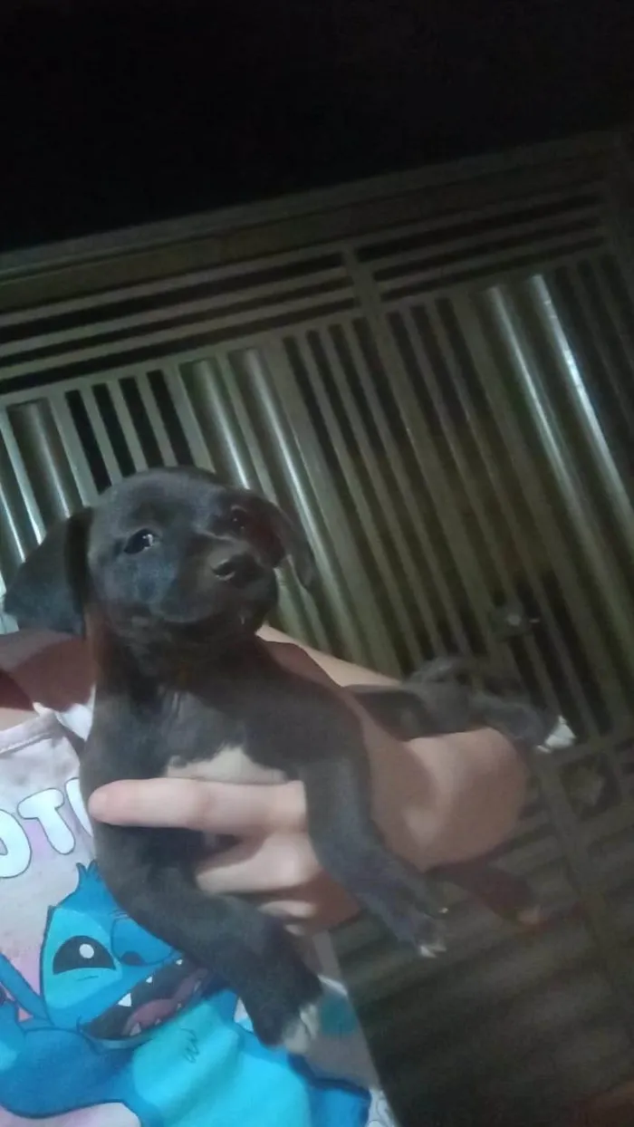 Cachorro ra a SRD-ViraLata idade Abaixo de 2 meses nome Pretinha
