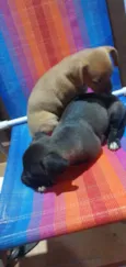 Pretinha