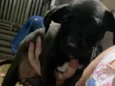 Pretinha