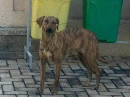 Cachorro ra a SRD-ViraLata idade 2 anos nome Jureminha