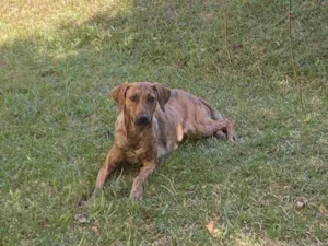 Cachorro raça SRD-ViraLata idade 2 anos nome Jureminha