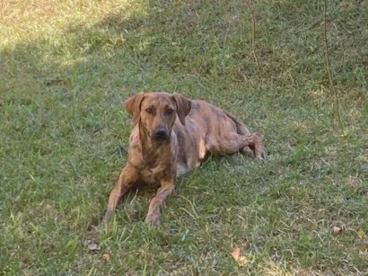 Cachorro raça SRD-ViraLata idade 2 anos nome Jureminha