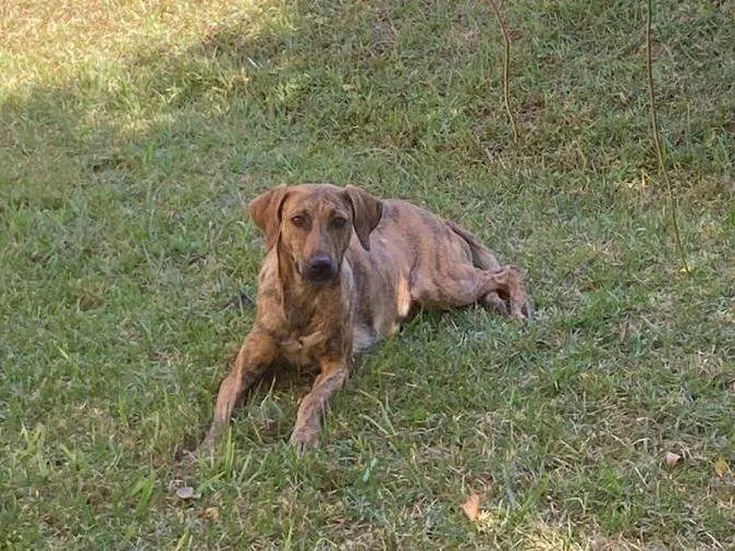 Cachorro ra a SRD-ViraLata idade 2 anos nome Jureminha