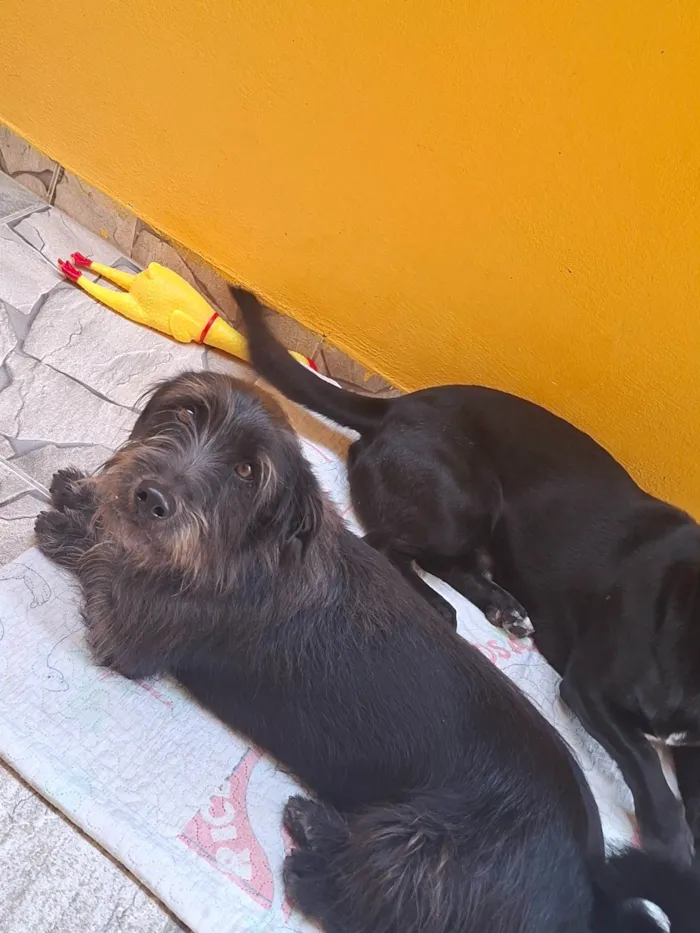 Cachorro ra a SRD-ViraLata idade 3 anos nome Tom