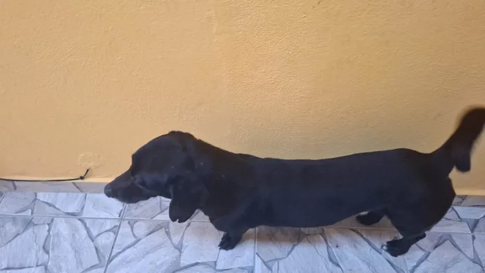 Cachorro ra a Basset-Cofap idade 5 anos nome betovel 