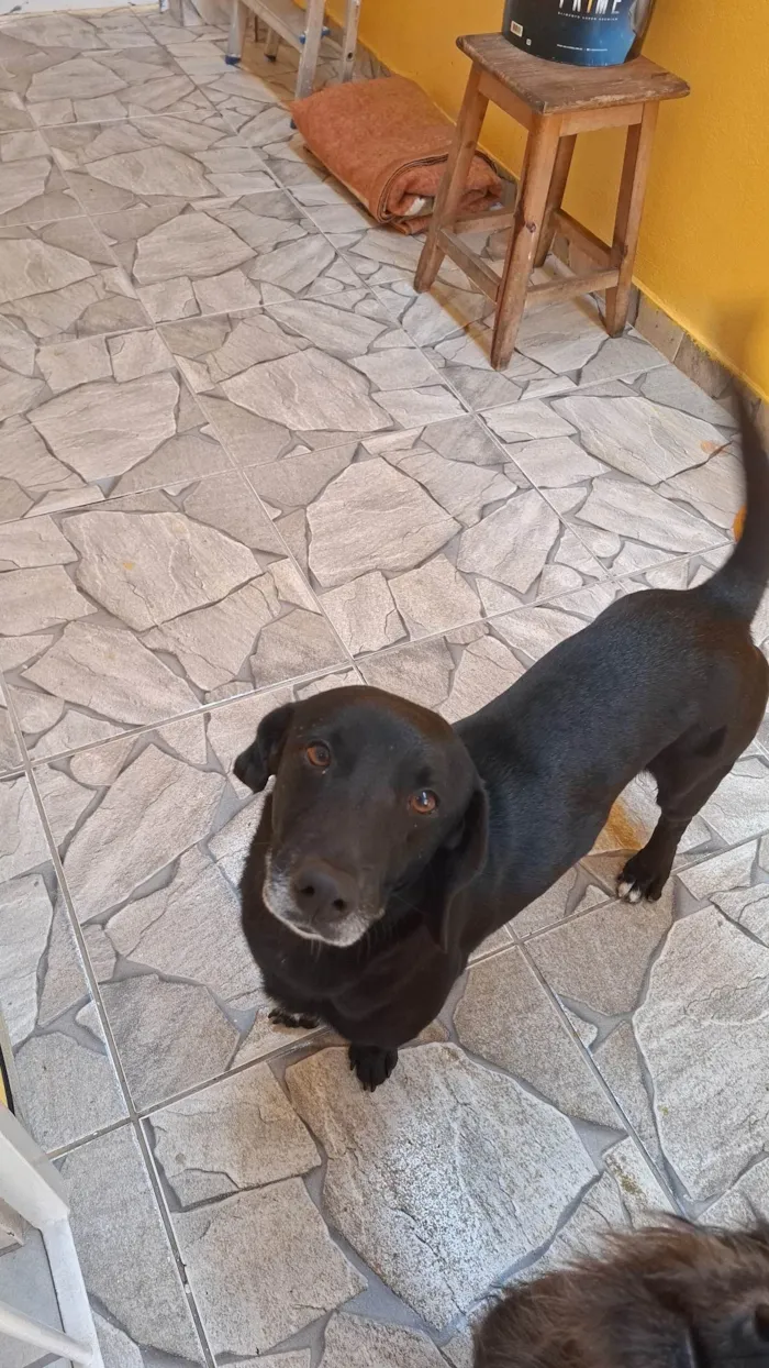 Cachorro ra a Basset-Cofap idade 5 anos nome betovel 