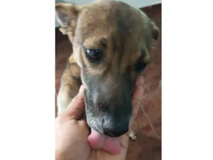 Cachorro raça SRD-ViraLata idade 1 ano nome Magrinha 