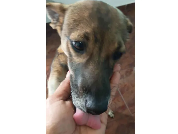 Cachorro ra a SRD-ViraLata idade 1 ano nome Magrinha 