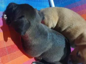 Cachorro raça SRD-ViraLata idade Abaixo de 2 meses nome Pretinha