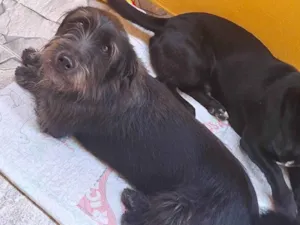 Cachorro raça SRD-ViraLata idade 3 anos nome Tom