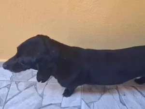 Cachorro raça Basset-Cofap idade 5 anos nome betovel 