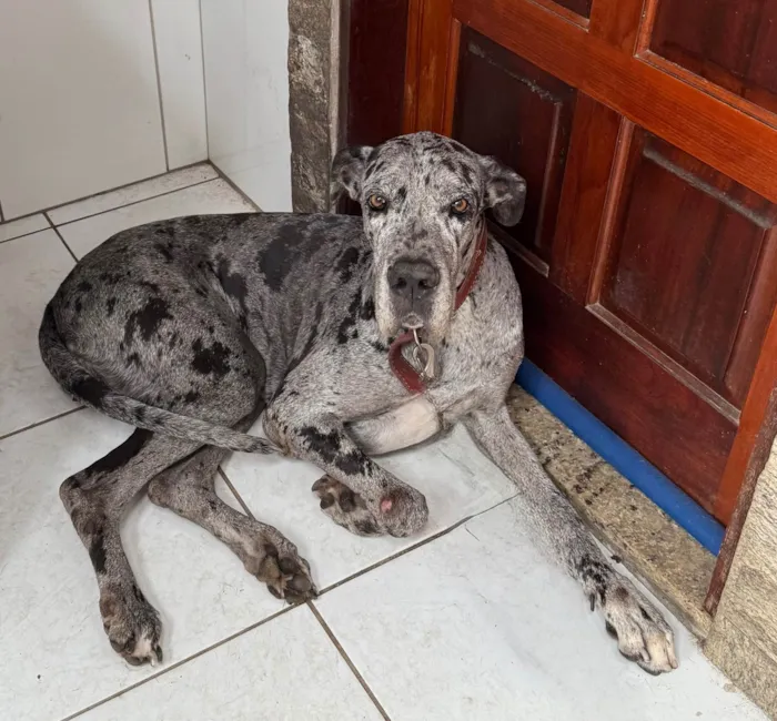 Cachorro ra a Dogue Alemão idade 5 anos nome Matilda