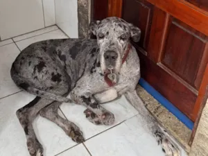Cachorro raça Dogue Alemão idade 5 anos nome Matilda