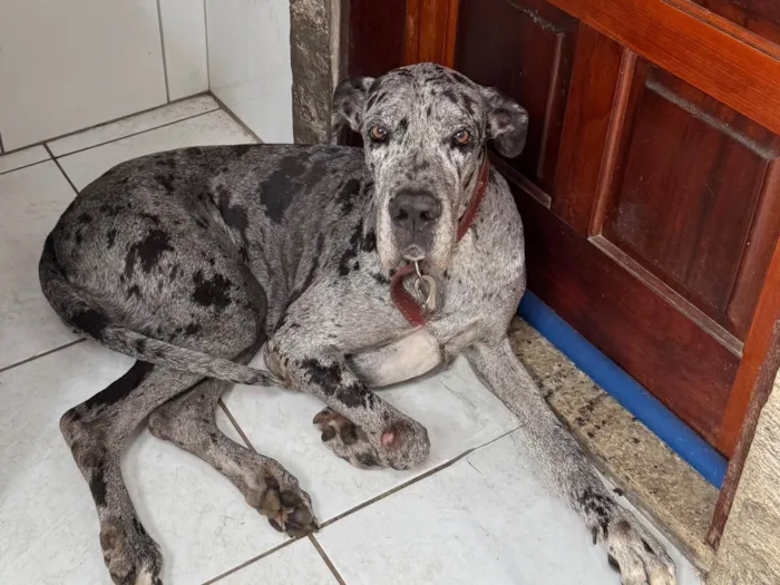 Cachorro ra a Dogue Alemão idade 5 anos nome Matilda