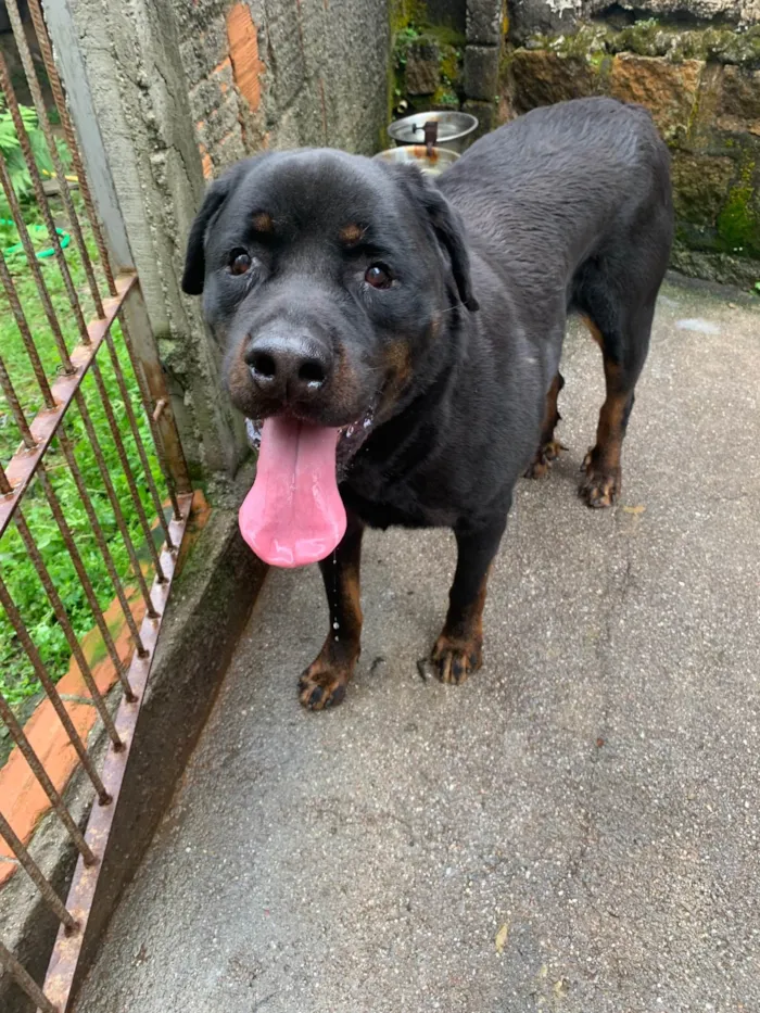 Cachorro ra a Rottweiler idade 6 ou mais anos nome Síhsin