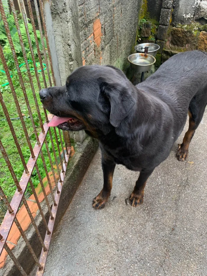 Cachorro ra a Rottweiler idade 6 ou mais anos nome Síhsin